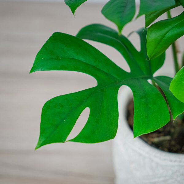 monstera-minima-little-sister (3) monstera-minima-little-sister