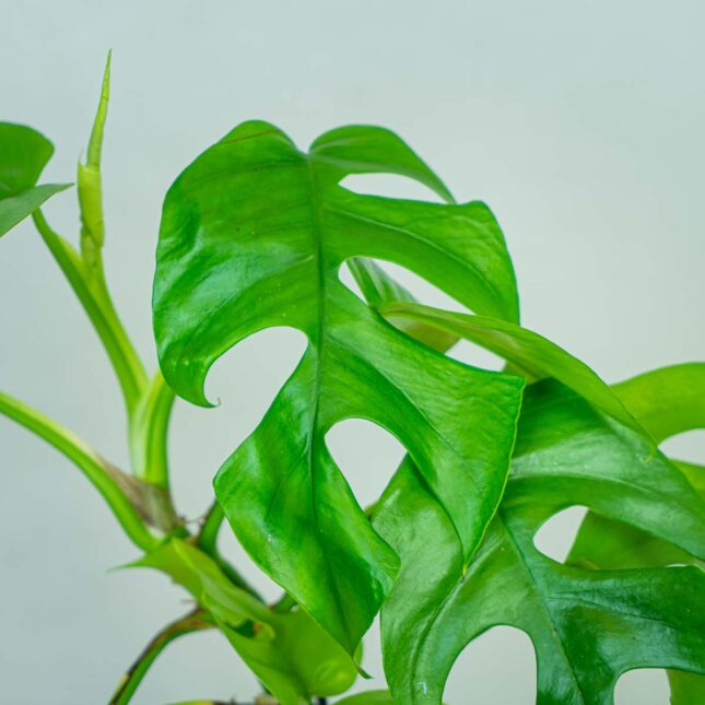 monstera-minima-rhaphidophora-tetrasperma (2) monstera-minima-rhaphidophora-tetrasperma