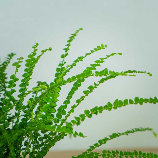 paproc-duffy-nephrolepis-cordifolia (2) paproc-duffy-nephrolepis-cordifolia