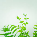 paproc-ogromna-nephrolepis-biserrata-macho