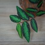pellionia-repens-begonia-arbuzowa
