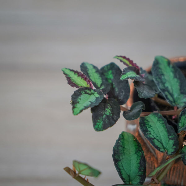 pellionia-repens-begonia-arbuzowa (3) pellionia-repens-begonia-arbuzowa
