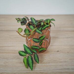 pellionia-repens-begonia-arbuzowa