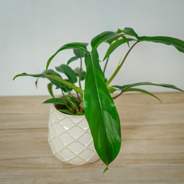 philodendron-69686 (2) philodendron-69686
