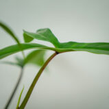 philodendron-69686