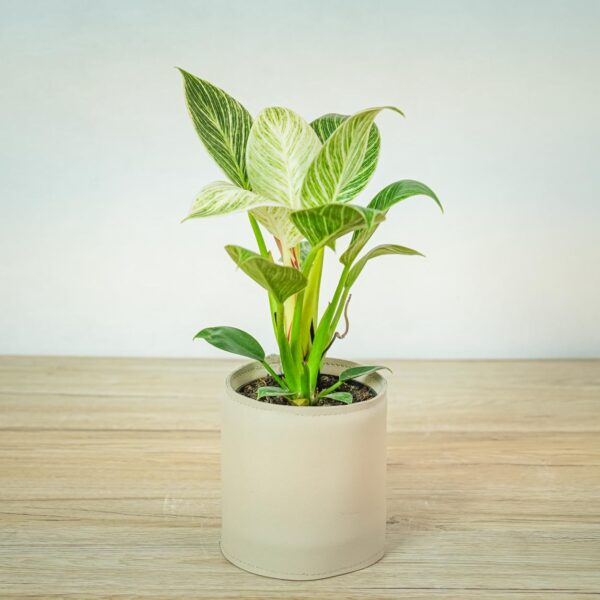 philodendron-birkin