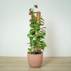 philodendron-lupinum