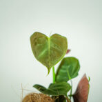 philodendron-lupinum