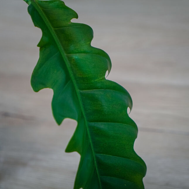 philodendron-narrow (2) philodendron-narrow