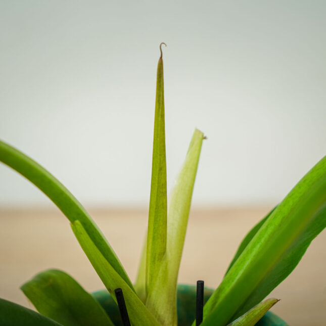 philodendron-narrow (3) philodendron-narrow