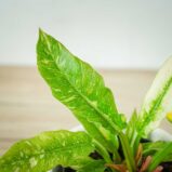 philodendron-ring-of-fire