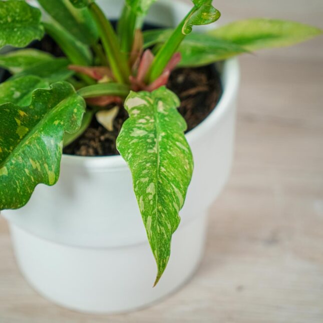 philodendron-ring-of-fire (4) philodendron-ring-of-fire