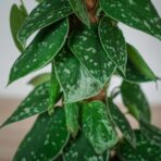 scindapsus-pictus-silvery-ann-na-paliku