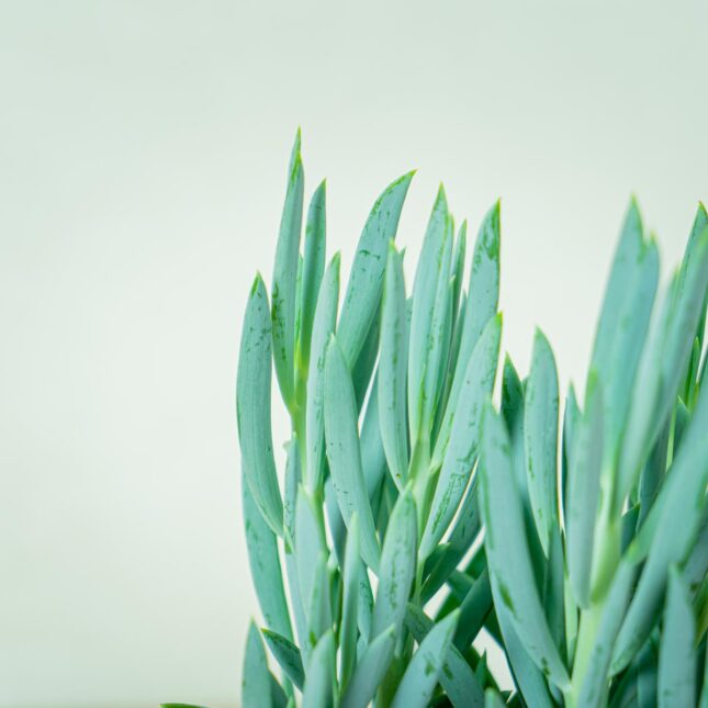 senecio-aquarine-mount-everest (3) senecio-aquarine-mount-everest (3)