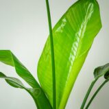 strelicja-biala-strelitzia-nicolai