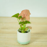 syngonium-neon-robusta-baby