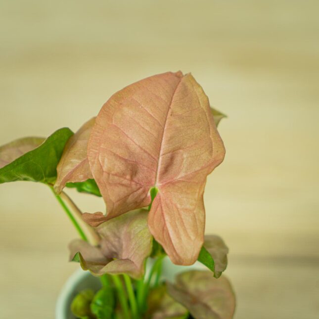 syngonium-neon-robusta-baby (2) syngonium-neon-robusta-baby
