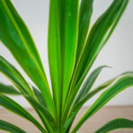 yucca-elephantipes-puck-juka