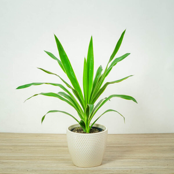 yucca-elephantipes-puck-juka yucca-elephantipes-puck-juka