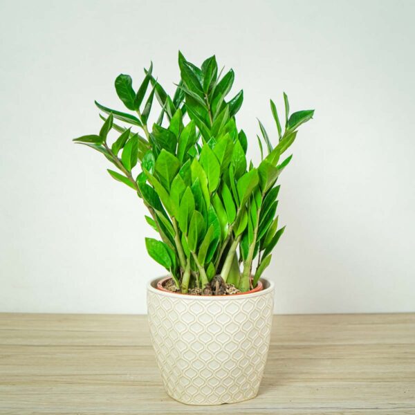 zamioculcas-zamiifolia-zamiokulkas