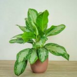 aglaonema-silver-bay