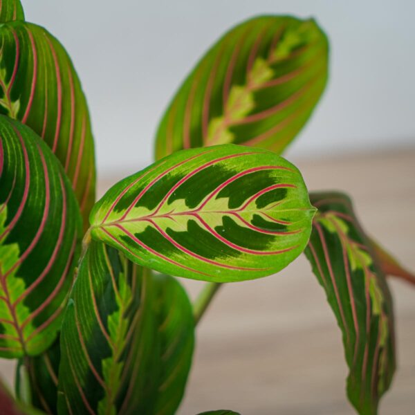 maranta-leuconeura-fascinator-tricolor maranta-leuconeura-fascinator-tricolor