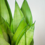 sansevieria-moonshine