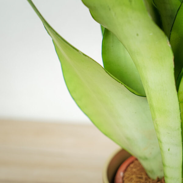 sansevieria-moonshine sansevieria-moonshine