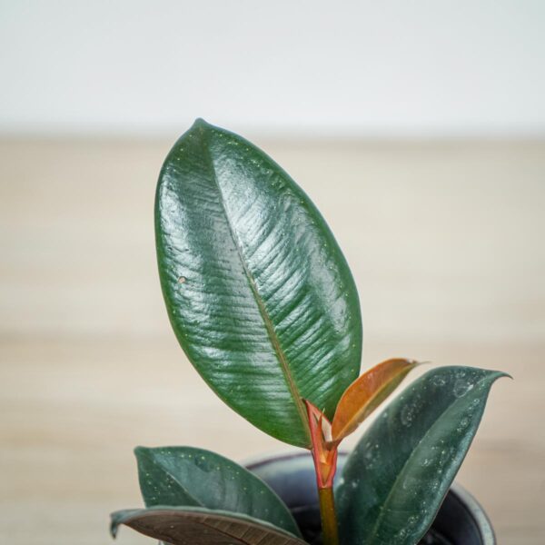 fikus-elastica-abidjan-ficus fikus-elastica-abidjan-ficus