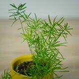 szparag-sprengera-baby-asparagus-densiflorus-sprengeri