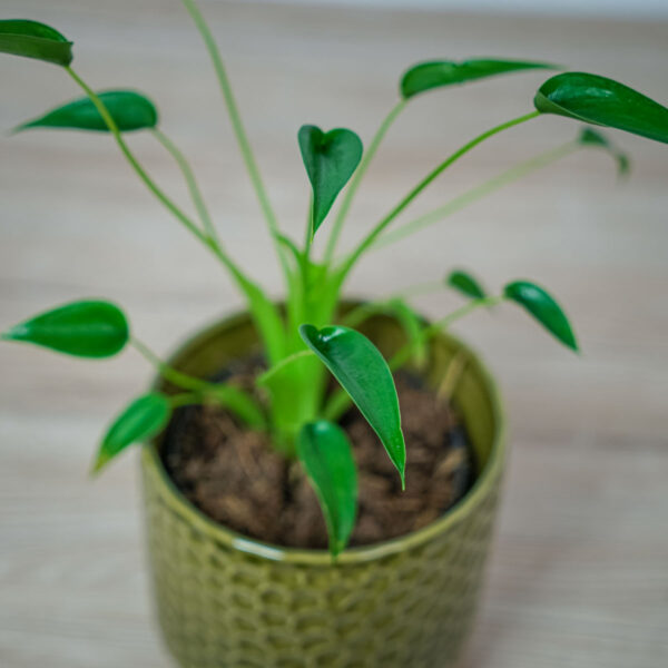 alokazja-tiny-dancer-alocasia alokazja-tiny-dancer-alocasia
