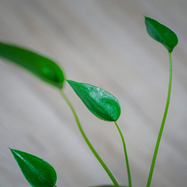 alokazja-tiny-dancer-alocasia alokazja-tiny-dancer-alocasia