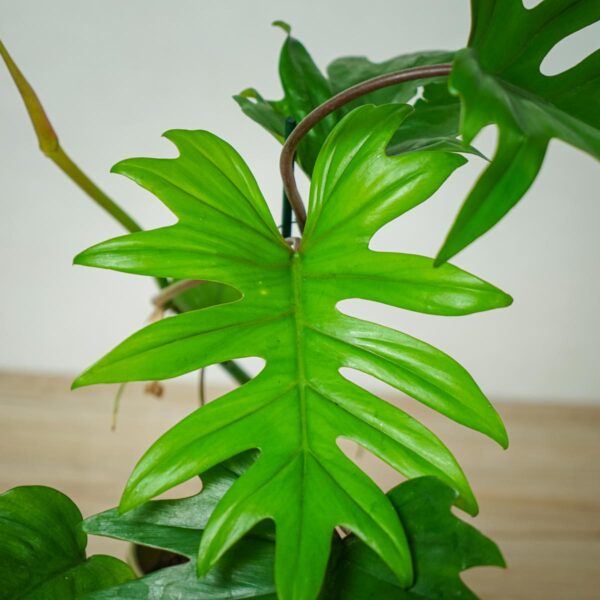 philodendron-mayoi philodendron-mayoi