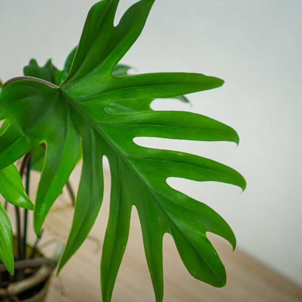 philodendron-mayoi philodendron-mayoi