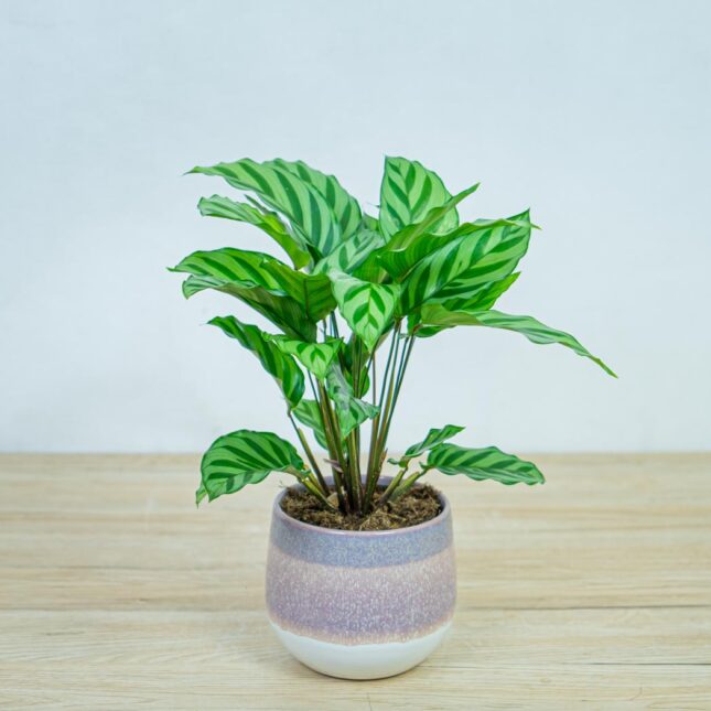calathea-freddie calathea-freddie