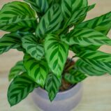 calathea-freddie
