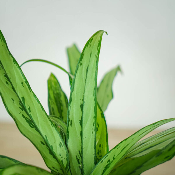 aglaonema-cutlass (2) aglaonema-cutlass