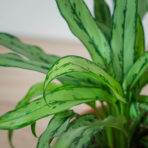 aglaonema-cutlass
