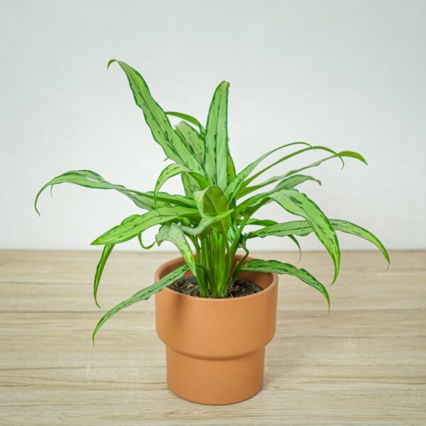 aglaonema-cutlass aglaonema-cutlass
