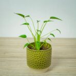 alokazja-tiny-dancer-alocasia