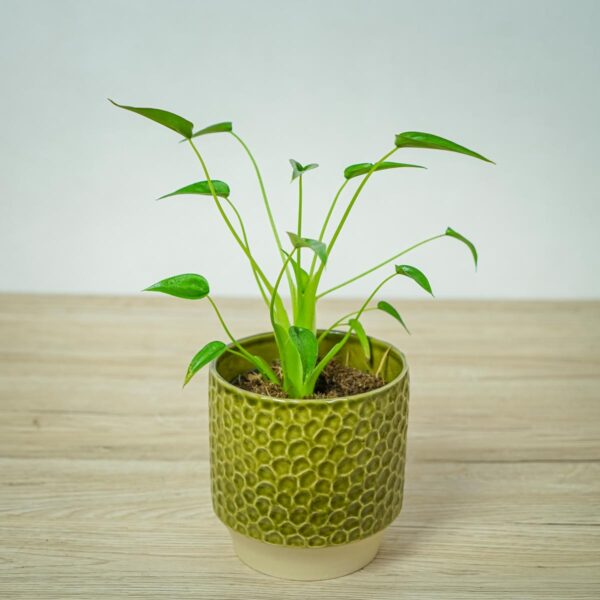 alokazja-tiny-dancer-alocasia