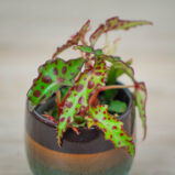 begonia-amphioxus-baby