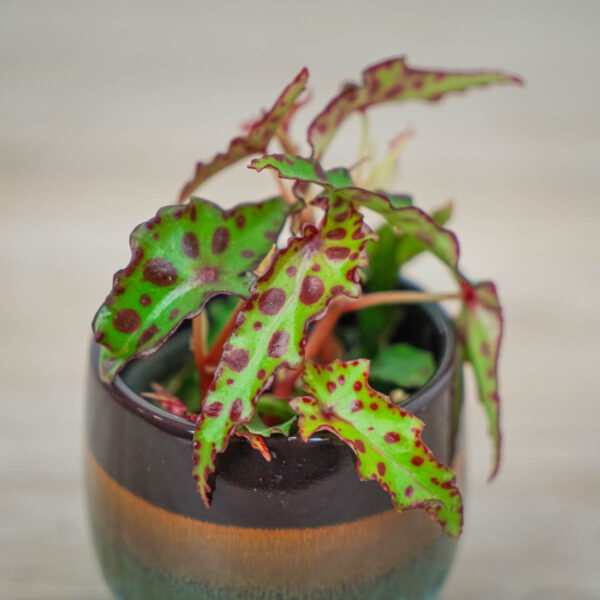 begonia-amphioxus-baby (2) begonia-amphioxus-baby