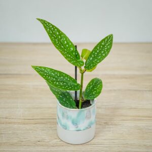 begonia-maculata-tamaya-baby