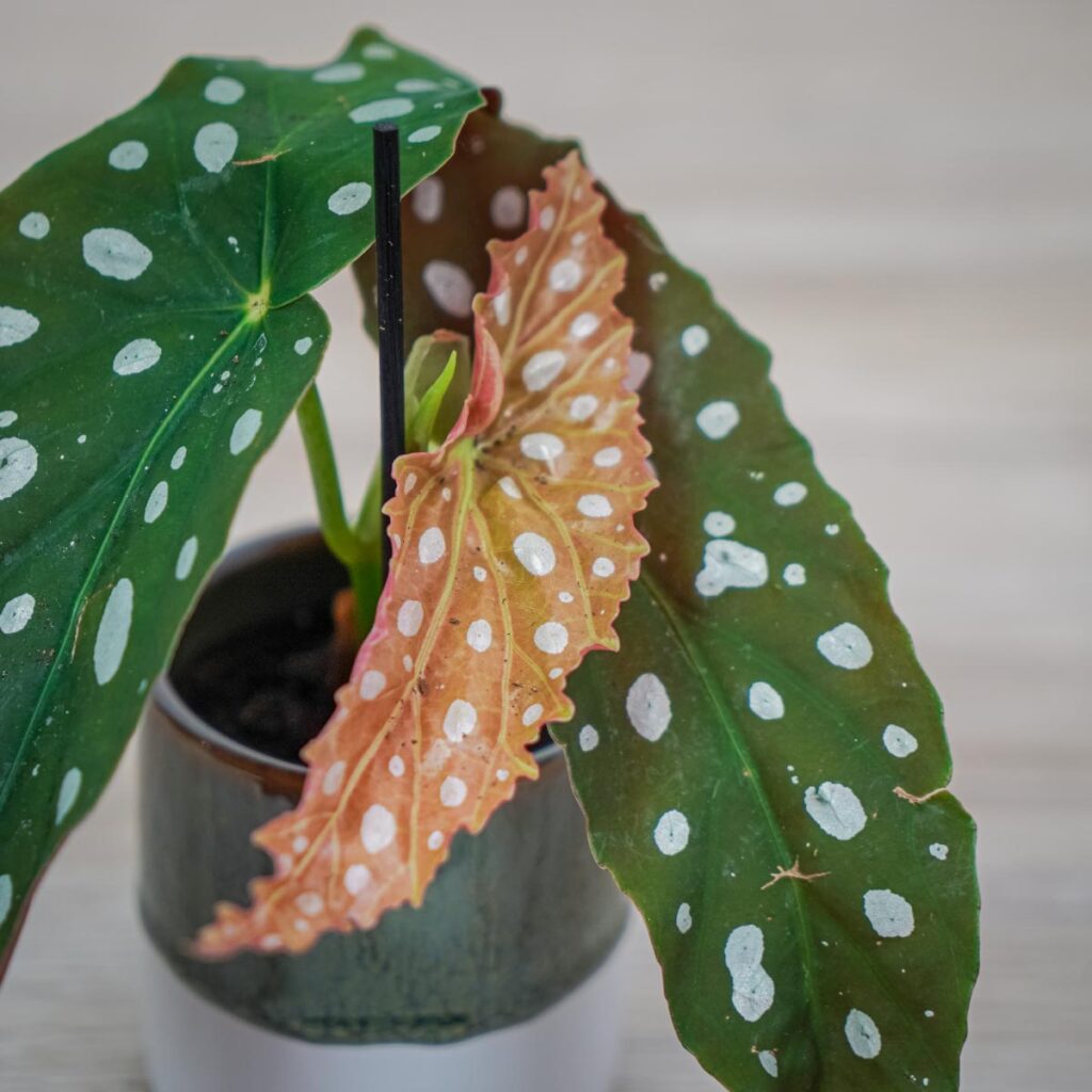 Begonia maculata wightii baby