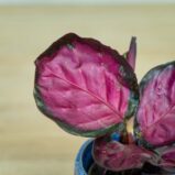 calathea-roseopicta-rosy-baby