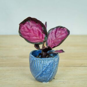 calathea-roseopicta-rosy-baby