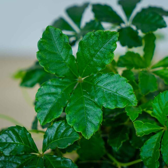cissus-pasiasty-parthenocissus-striata (4) cissus-pasiasty-parthenocissus-striata