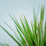 dracaena-marginata-bicolor-dracena