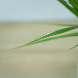 dracaena-marginata-bicolor-dracena